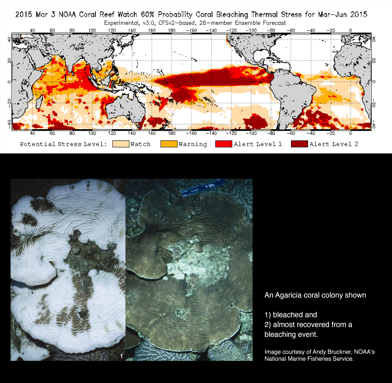 A composite image; at the top,  a data visualization based on NOAA satellite data shows in shades of orange the potential for coral bleaching worldwide in March 2015. The highest potential for bleaching is located in the tropics and particularly a long stretch of the Pacific. Below that is an example of coral bleaching, showing a coral that has gone nearly completely white and the same coral nearly recovered.