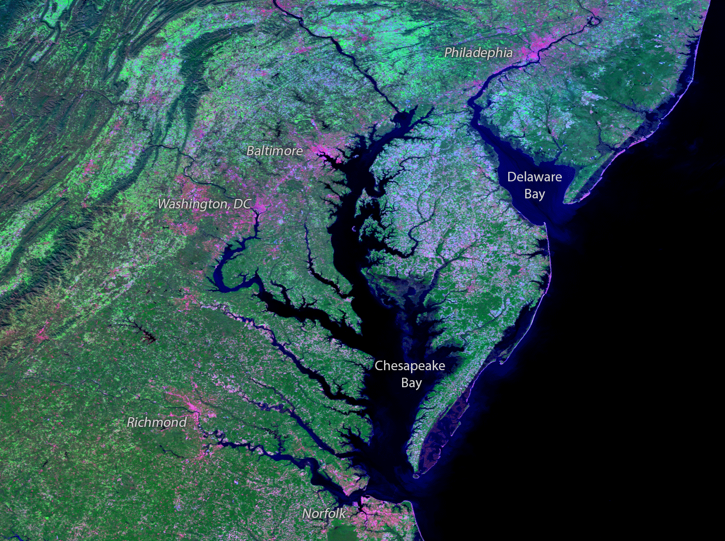 A false-color satellite image of the Chesapeake Bay and surrounding area differentiates land types in shades of bright pink and green. Pink indicates more barren areas, while green areas are vegetated. Deep blue indicates water. Most of the land surrounding the Bay is green, but areas around Baltimore, D.C., Richmond and Norfolk are pink due to urbanization.