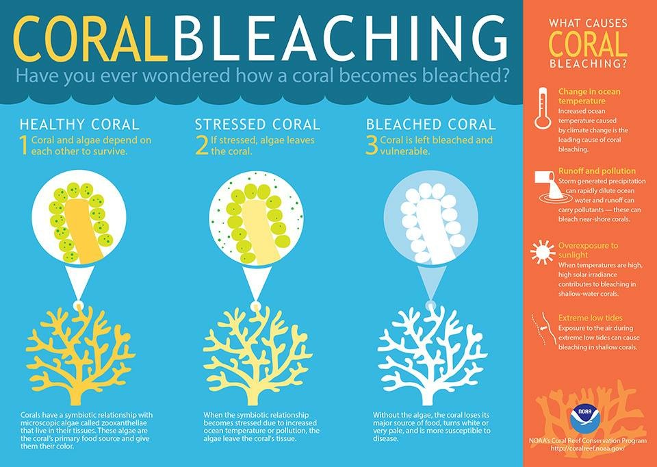 PRESERVING OUR CORAL REEFS
