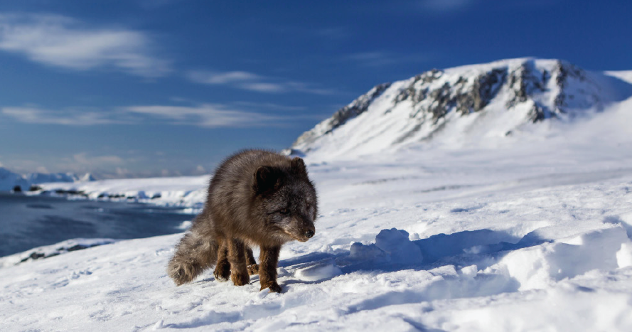Why Arctic foxes travel long distances? - Argos