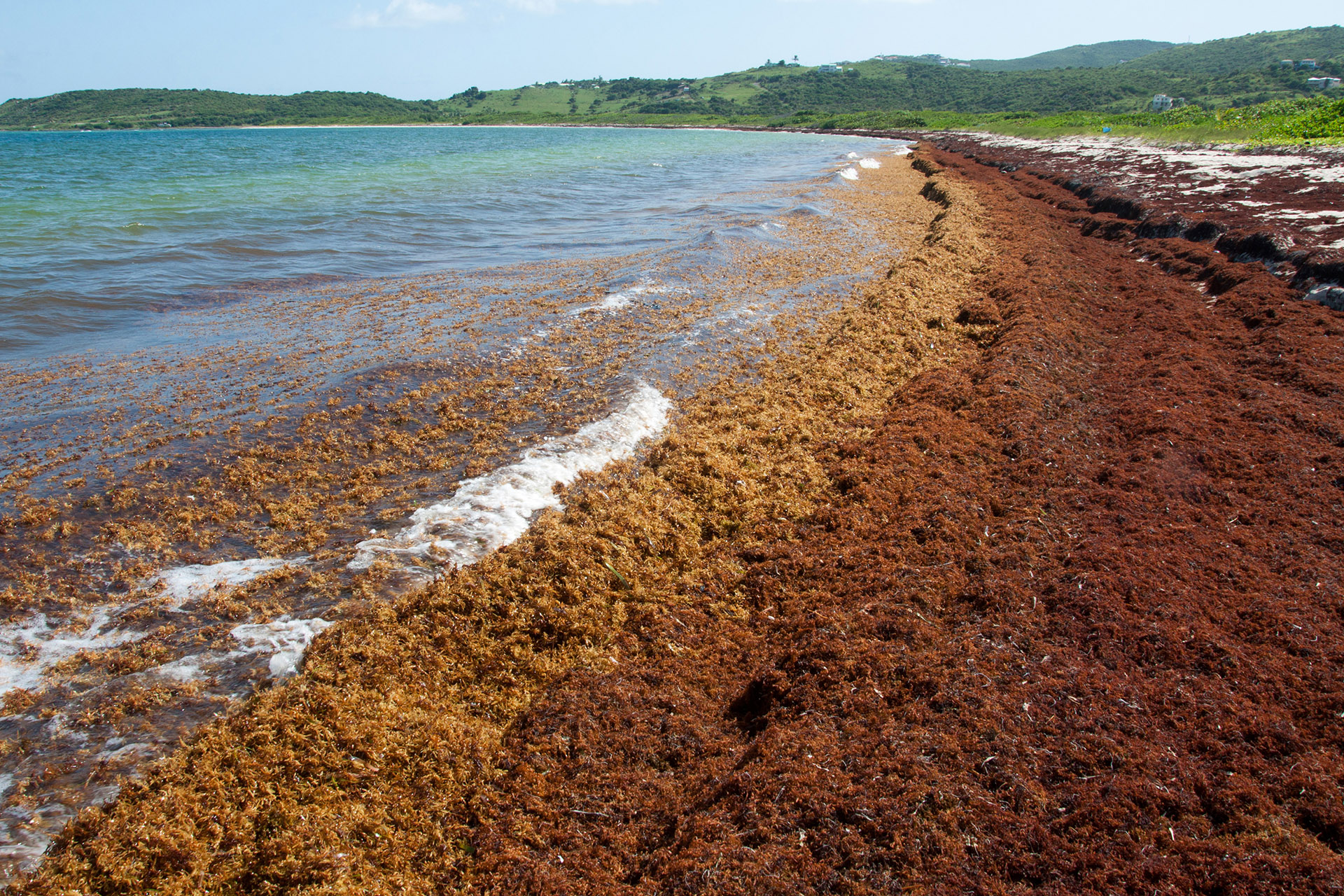 Orbiting Insights: Transforming Sargassum Seaweed Detection and Monitoring From Space