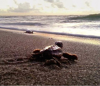 Study Involving NOAA Satellite Data Finds Coastal Lighting Policies a Boon to Sea Turtles