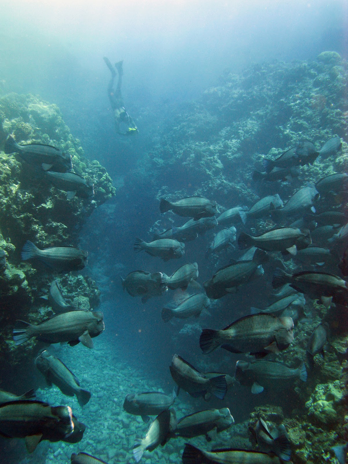 Why Are Some Coral Reefs Dying? NOAA Satellites & NOAA’s Coral Program Help Conserve These Vulnerable Habitats