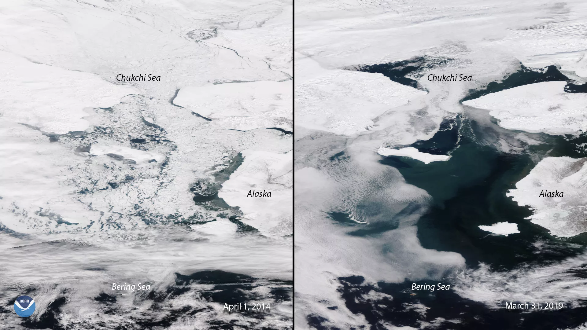 Side-by-side satellite imagery of the Bering Sea taken in spring of 2014 and 2019 shows a drastic change in sea ice extent