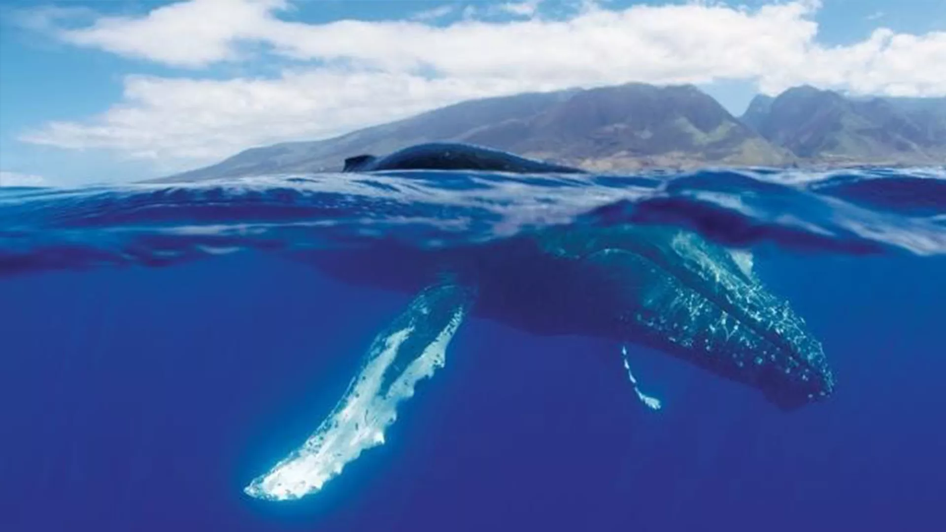 Image of Humpback Whales