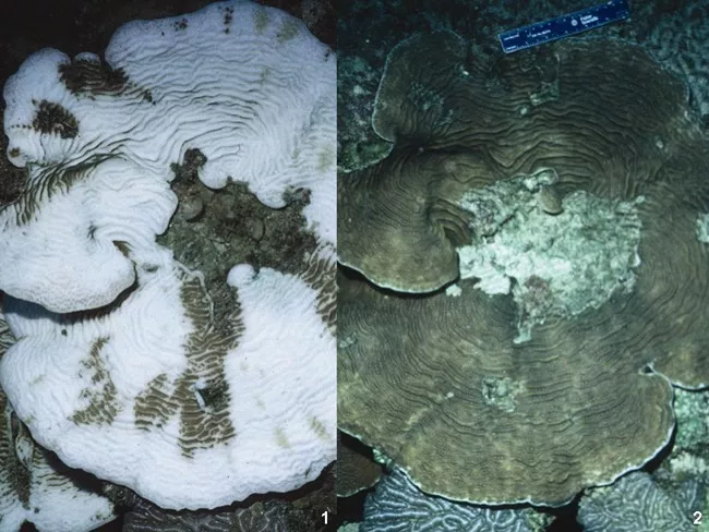 An Agaricia coral colony shown: 1) bleached, and 2) almost fully recovered, from a bleaching event. Credit: Andy Bruckner, NOAA's National Marine Fisheries Service.