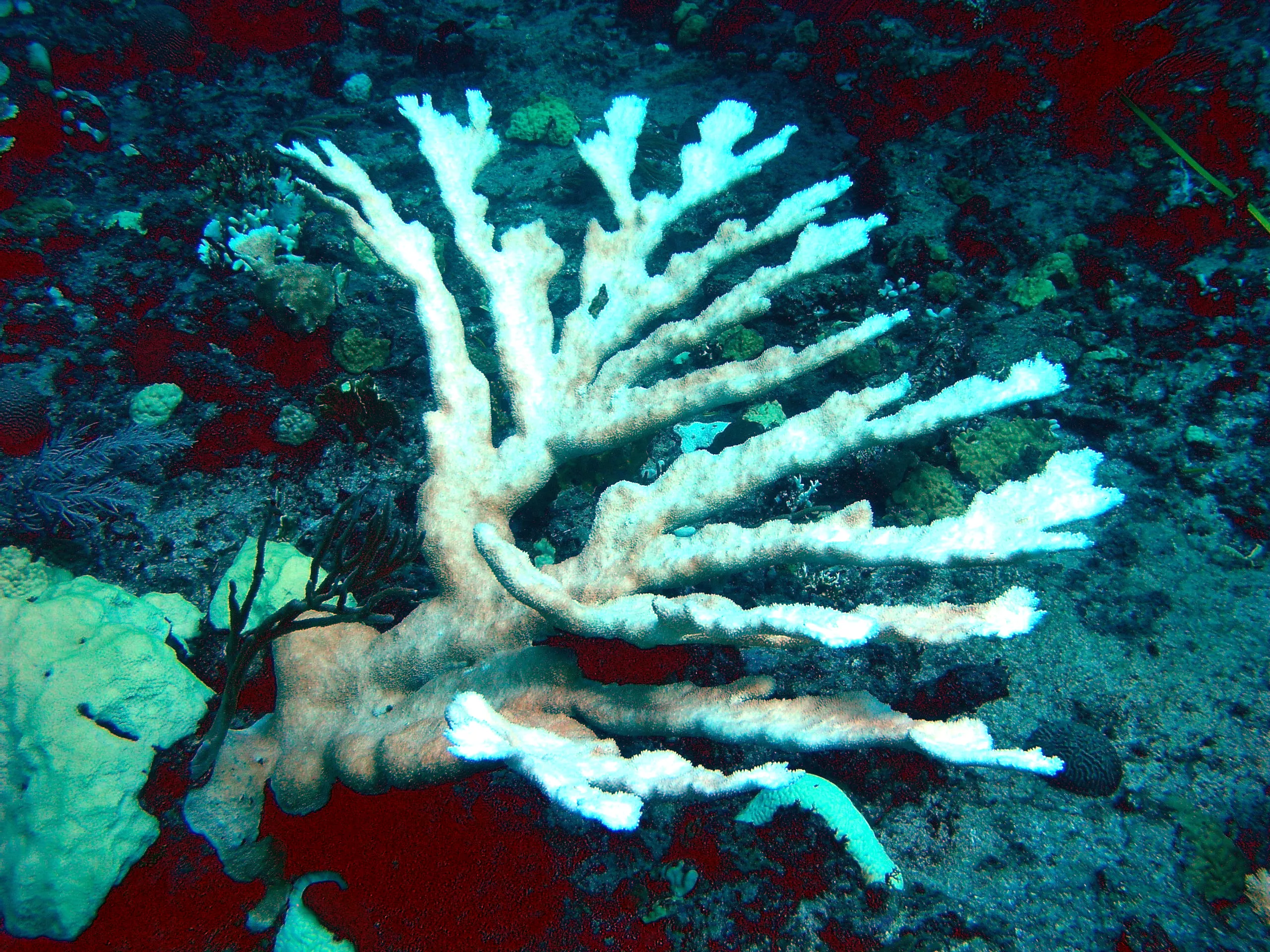 Bleached Elkhorn Coral Credit: NOAA