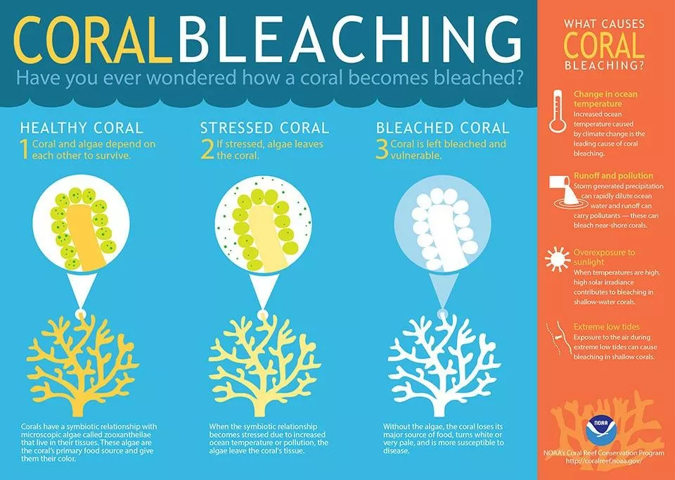 Image of Coral Bleaching