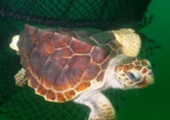 Loggerhead Turtle escaping a net equipped with turtle excluder device. CREDIT: NOAA