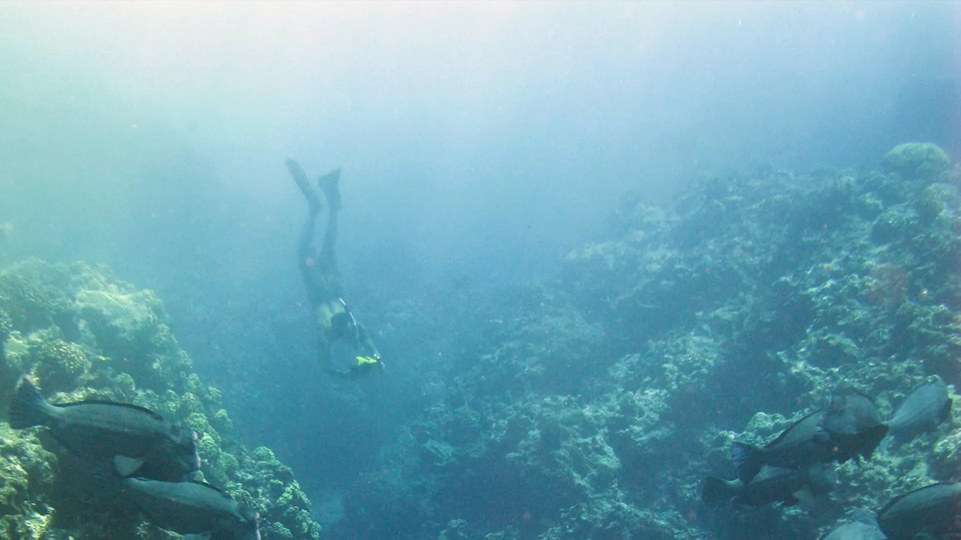 Image of a person diving