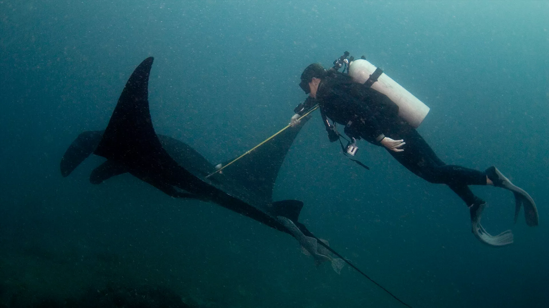 Image of a diver with a dolphin