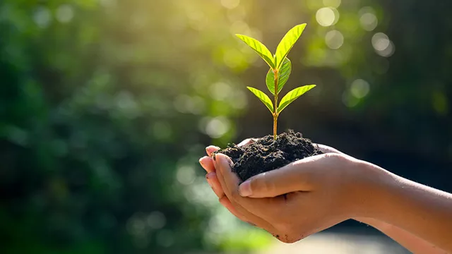 A child's hand holding a seedling