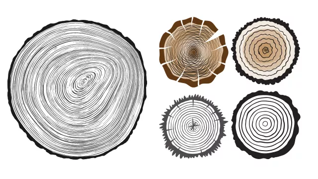 Cross section of tree rings