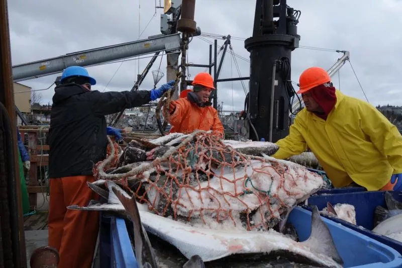 Fishermen with raincoats and hats unload a halibut catch from a fishing vessel.