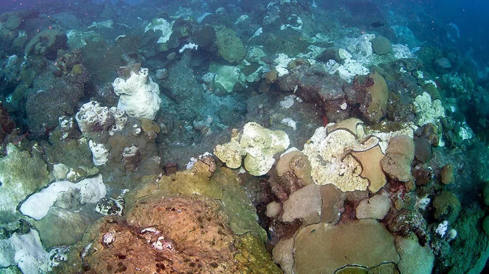 Example of coral bleaching