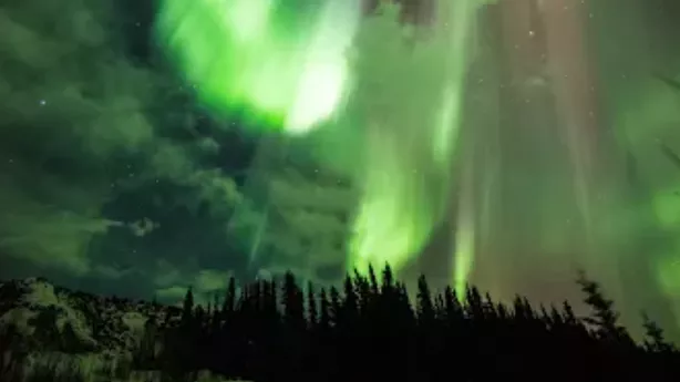 A photograph of the northern lights appearing in green ribbons over a conifer forest. Photo by: Sebastian Saarloos/NASA