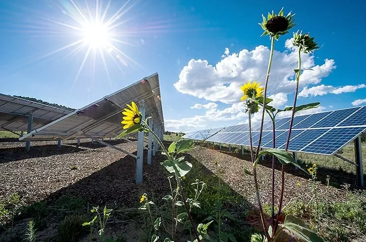 Image of solar panels and yellow flowers against a sunny sky.