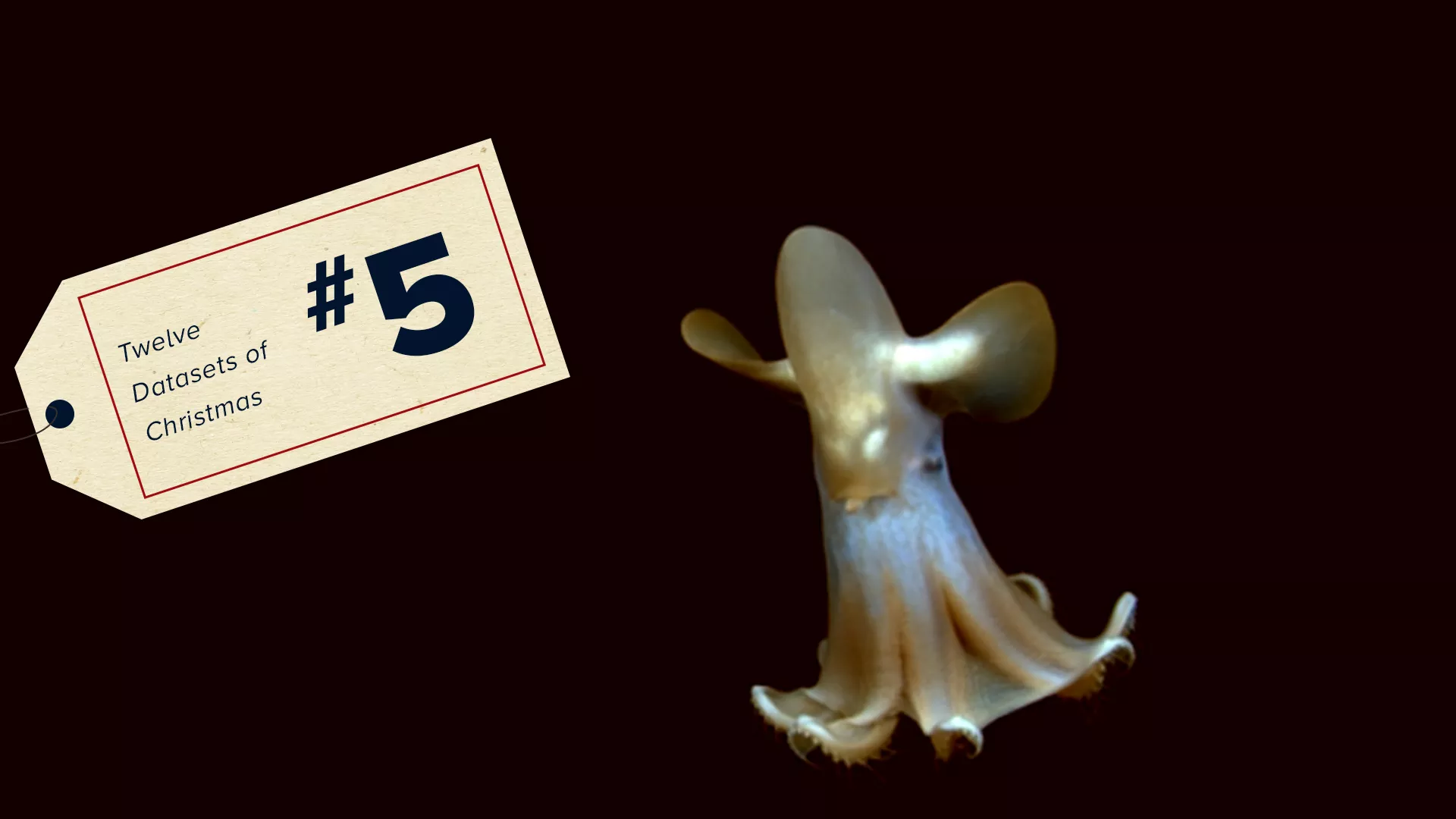 Image of a Cephalopod floating through dark water, with a #5 tag of the 12 Datasets of Christmas on top.