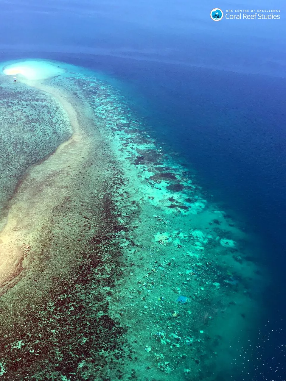 Image of coral reef in the ocean