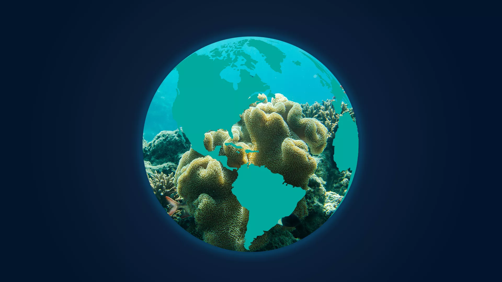 Image of coral underwater