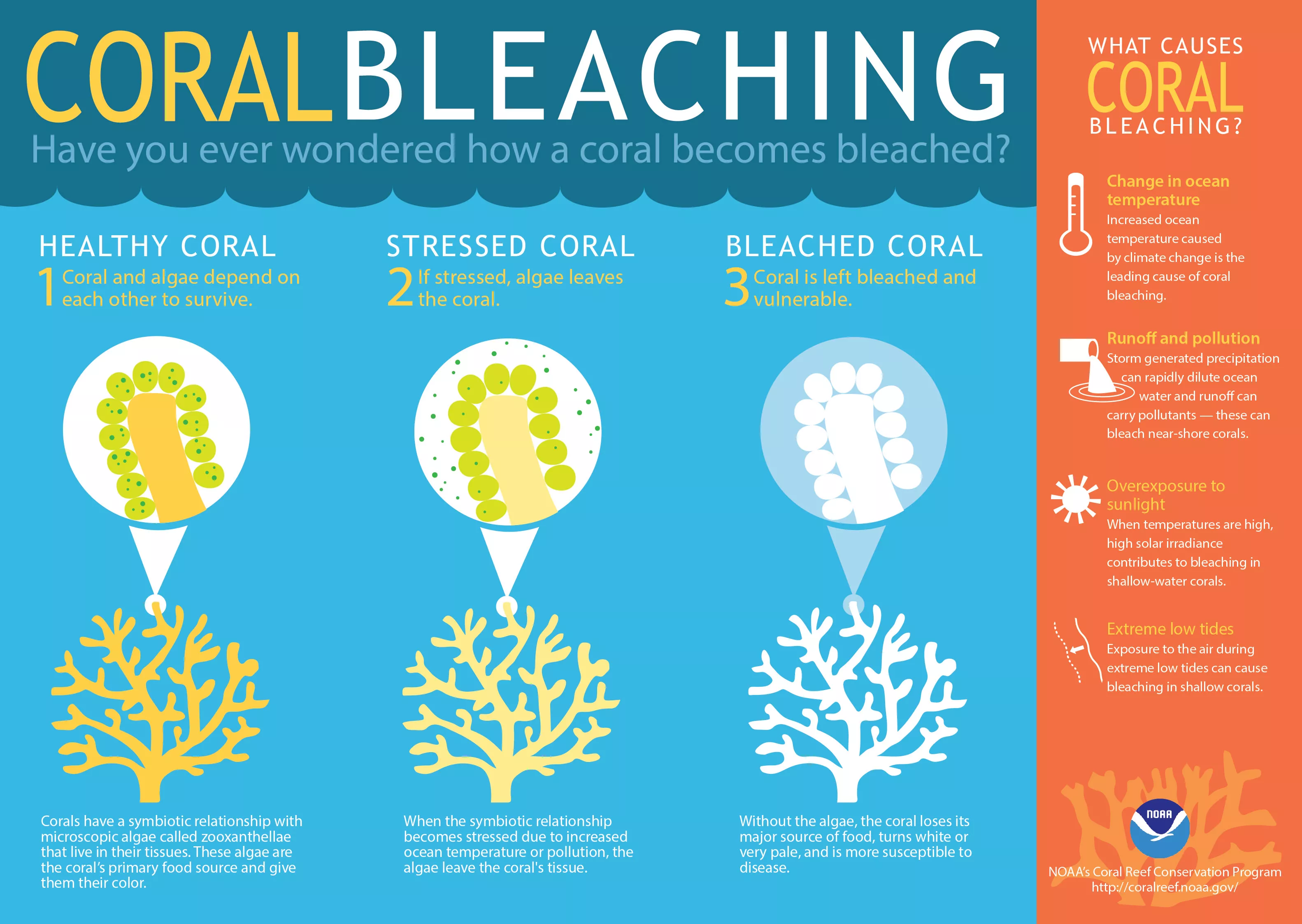 Coral Bleaching graphic
