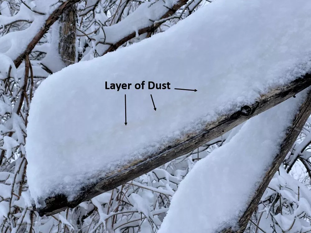 Snow piled up on tree branches shows a layer of dust that blew in from Mexico that clung to falling snowflakes.