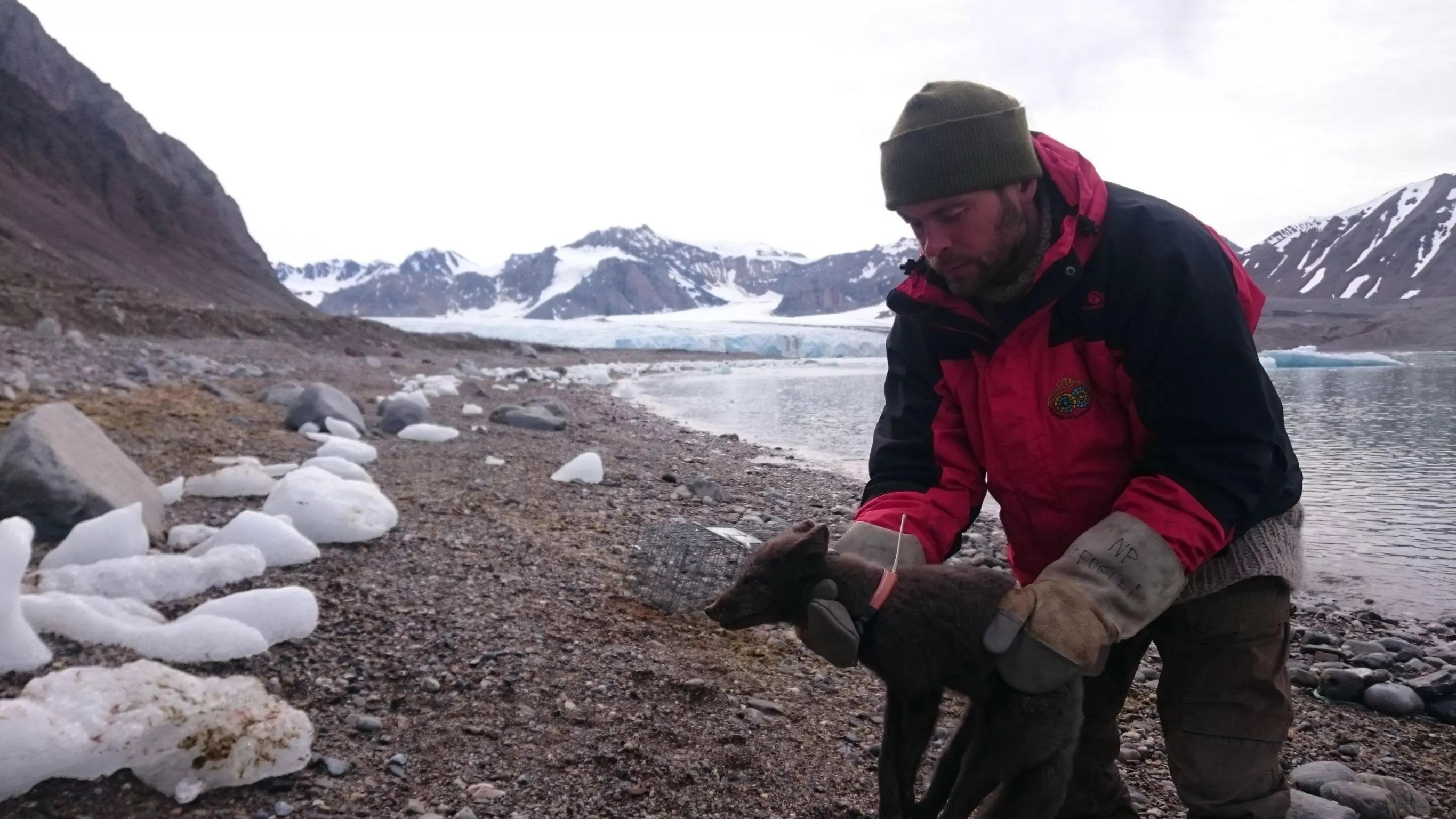 Female arctic fox in Svalbard, fitted with a satellite collar.