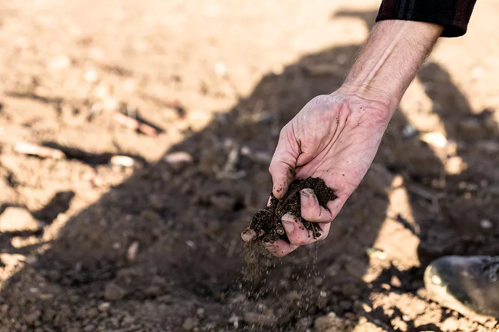 Image of a hand in dirt