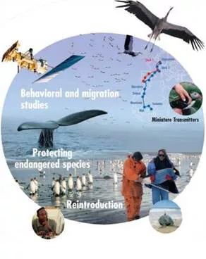 Image of birds and whales