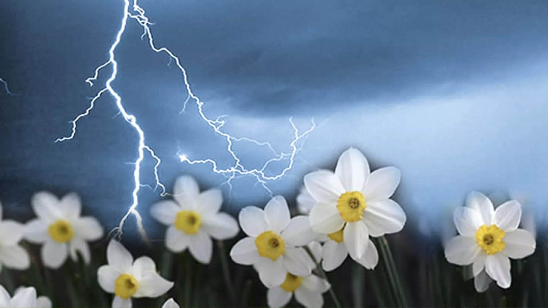Image of lightening and flowers