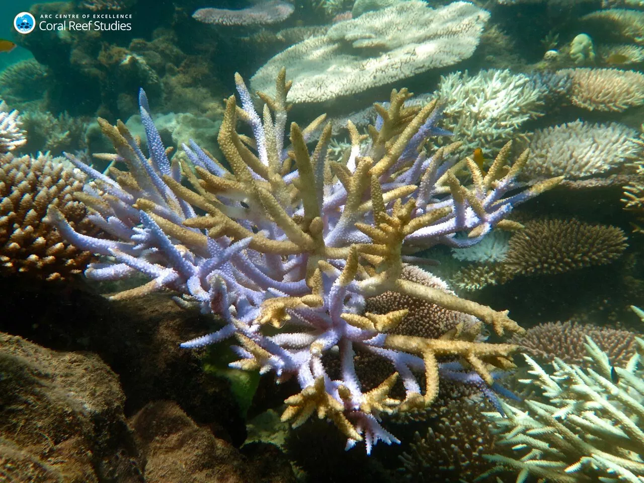 Image of Dying staghorn coral,